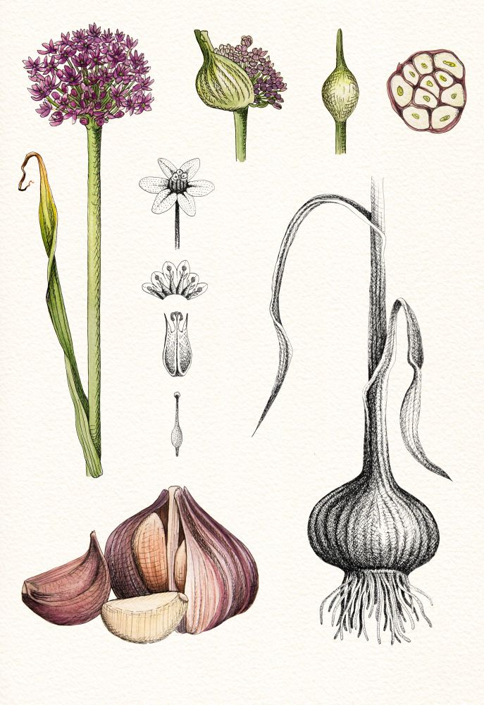 A full spread depicting garlic and its features in both ink and watercolor. 