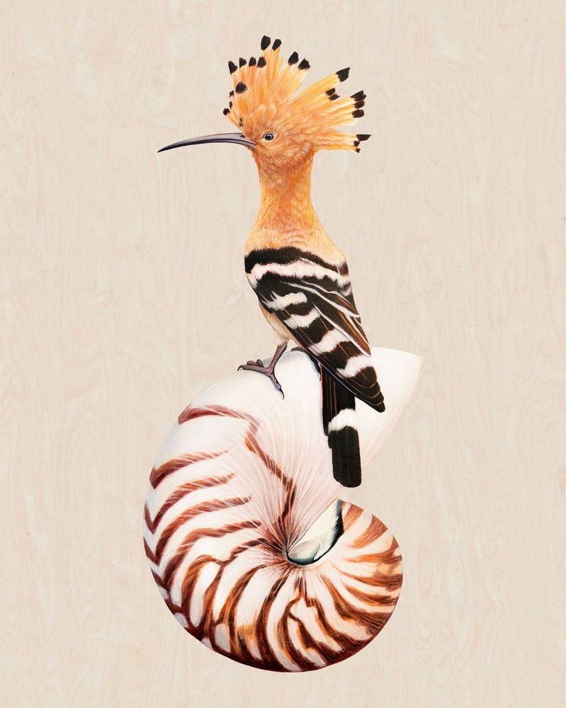 A Eurasian hoopoe is perched atop a nautilus shell, both painted in acrylic on a raw birch wooden panel. 