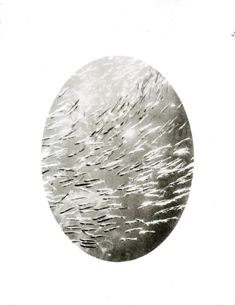Oval framing of Pacific sardines. 