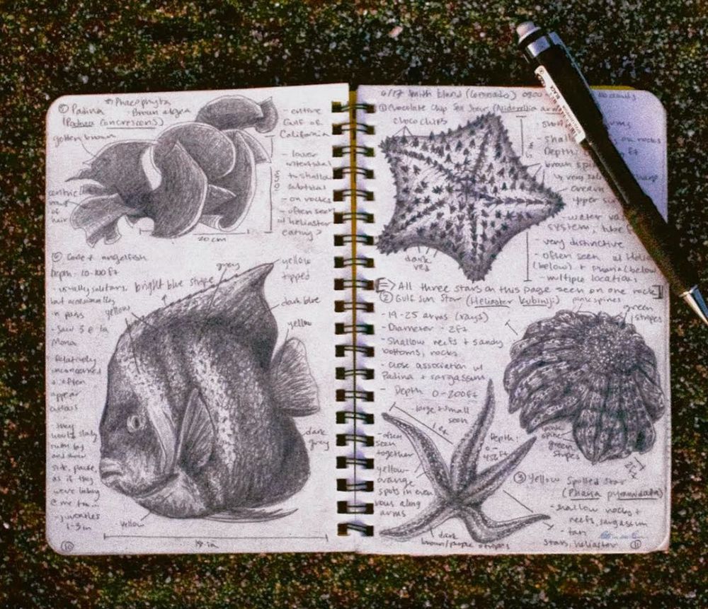 An open notebook laying on the sand with a mechanical pencil resting on top shows sketches from my field notebook of fish, marine algae, and sea stars seen while snorkeling survey sights in Bahía de los Ángeles, Baja CA, MX. I was a research assistant for a college marine biology course and this was my field notebook. 