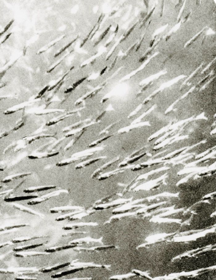 Close up of Pacific sardines, some reflecting the sunlight. 