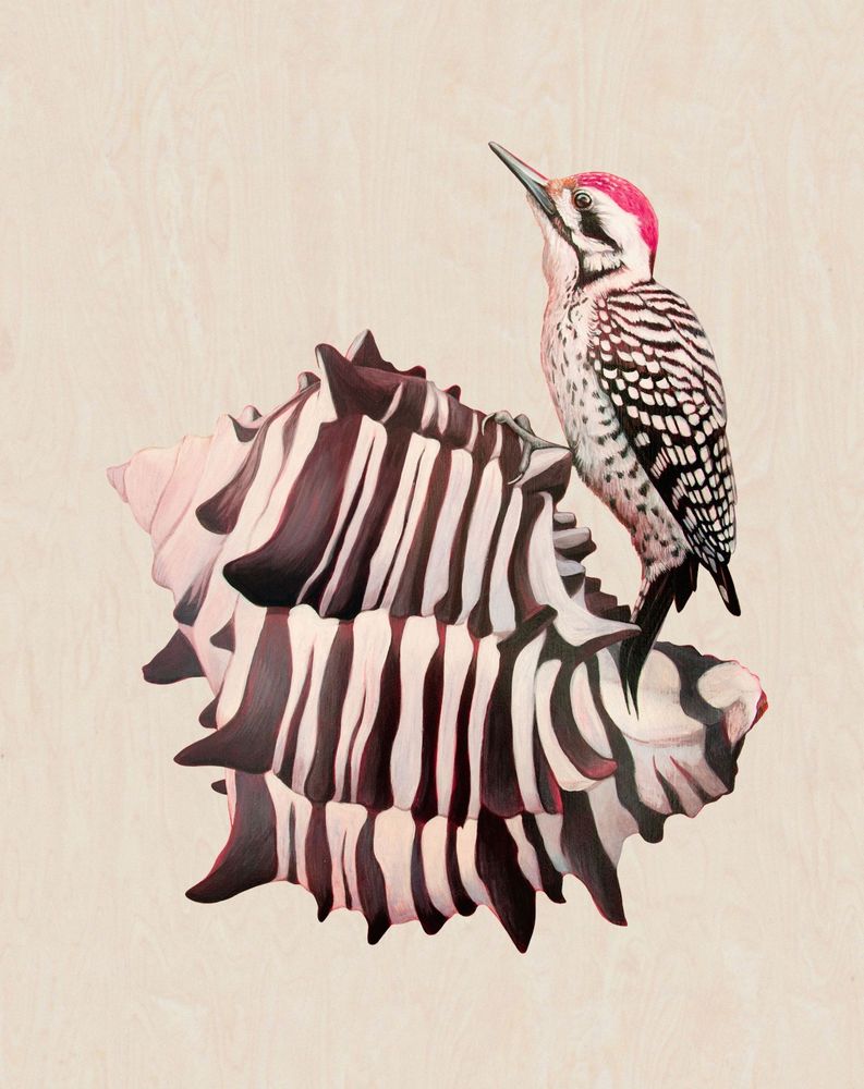 A ladder-backed woodpecker perches atop a murex shell. Both painted with acrylic on a raw birch wood panel. 
