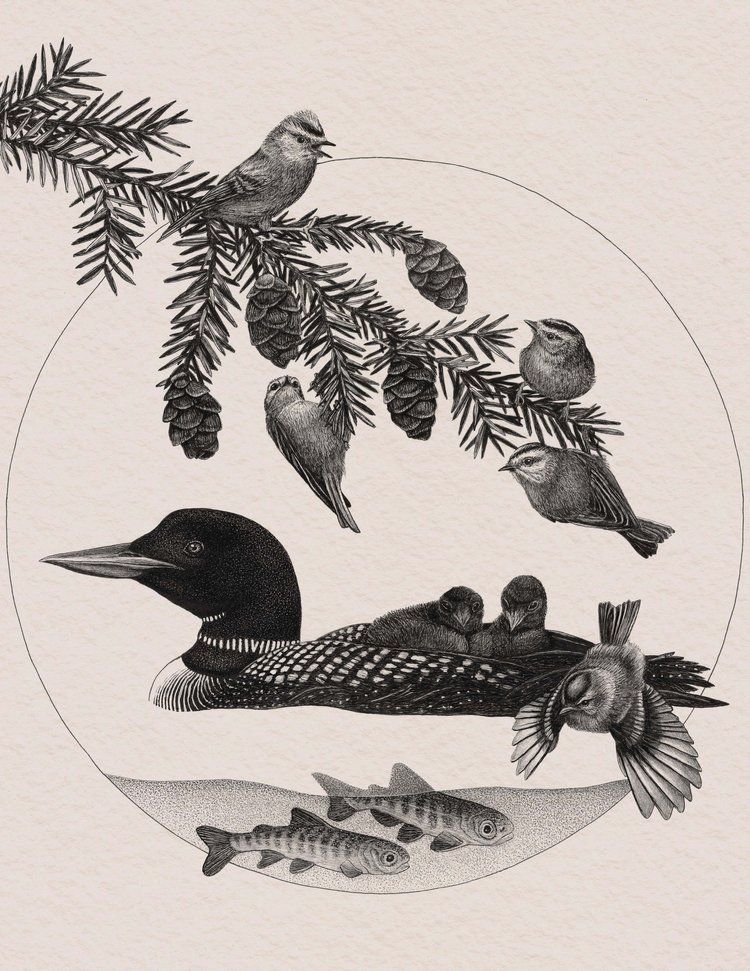 A branch of western hemlock with golden-crowned kinglets hangs over an adult common loon with two chicks riding on its back. Two chinook salmon fry swim below. 
