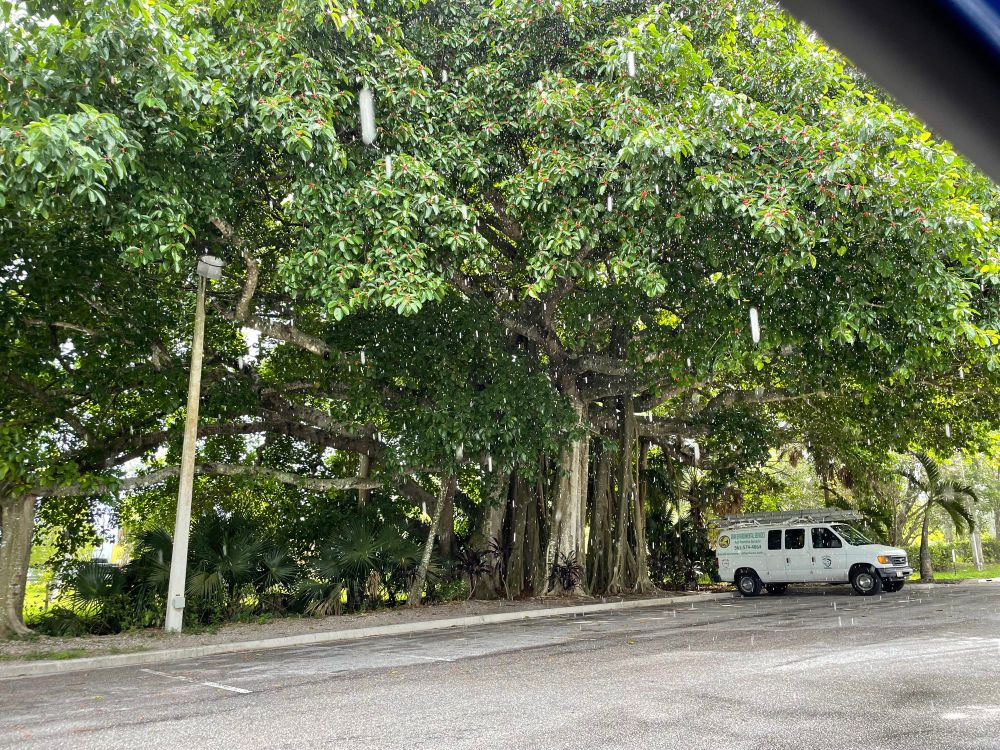 Not sure if it’s a focus or a banyan tree in West Palm Beach, Florida. 2023
