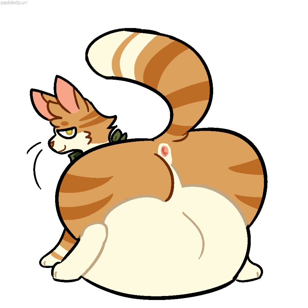 orange cat with hyper balls looking back at viewer while presenting ass