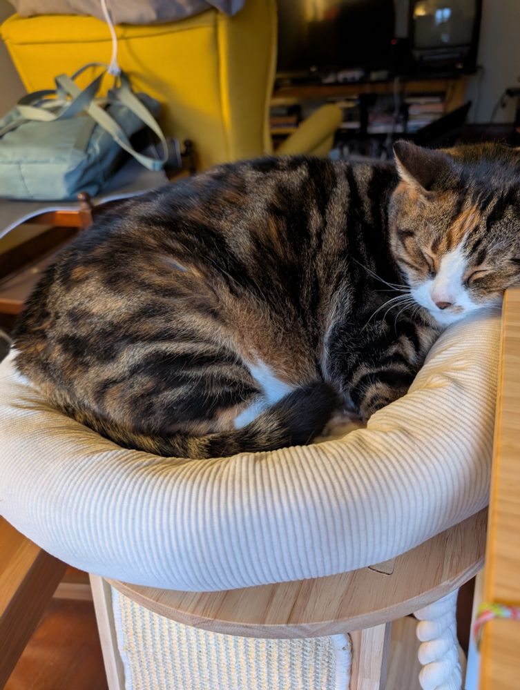Mimi is snoooring in the bed next to my desk. She's been sleeping for 10 hours 