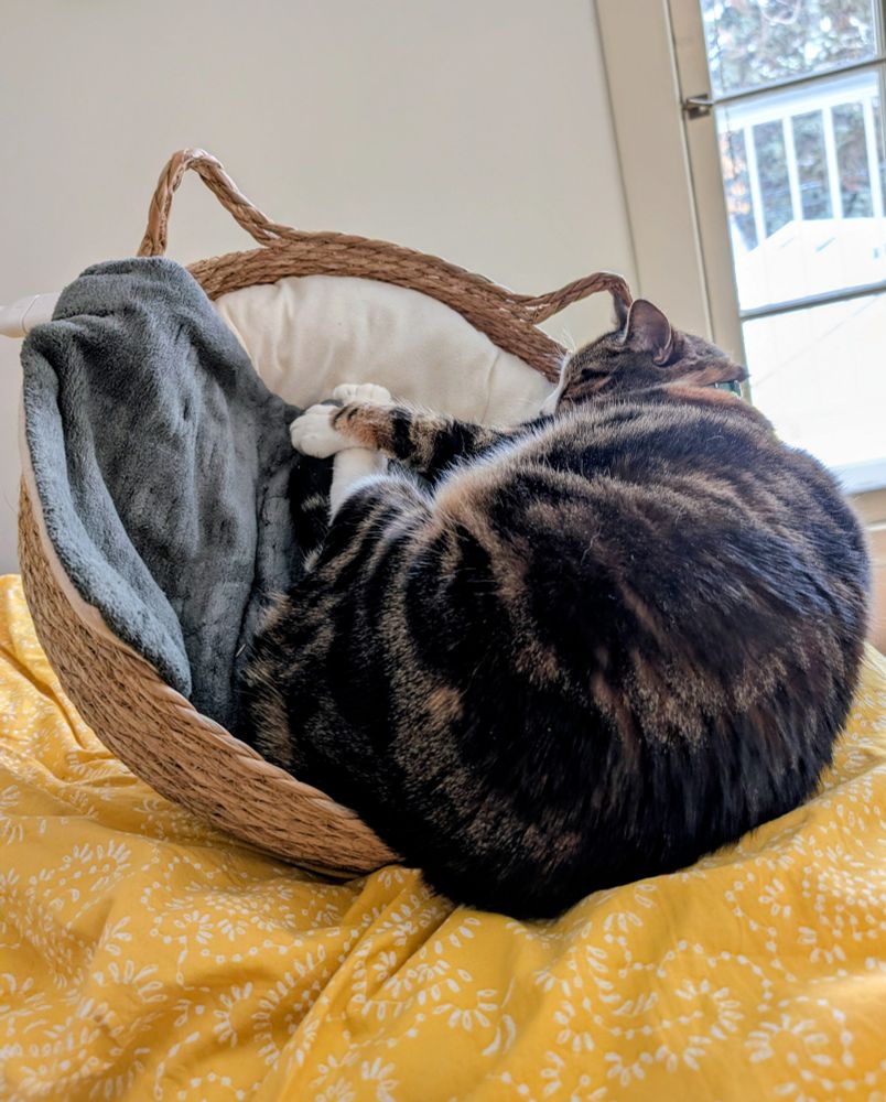 A cat sleeping on the absolute edge of a cat bed, about to topple out