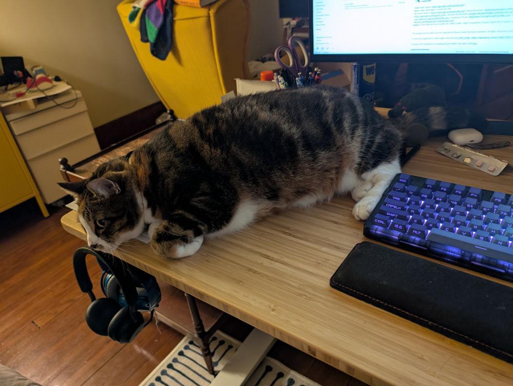 Mimi, sitting her far ass on my desk, gnawing on my fingers when I don't pet her. 
