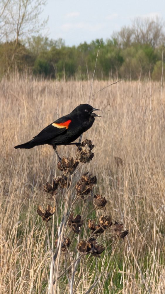 A red-winged blackbird sits atop dried seed heads. A late-winter marsh provides the backdrop with mostly dead vegetation. The blackbird has its beak open as if to scream a curse at the viewer: “I condemn thee to watch over this wetland for all eternity, fighting all foes of destruction as if thee owned this land.”