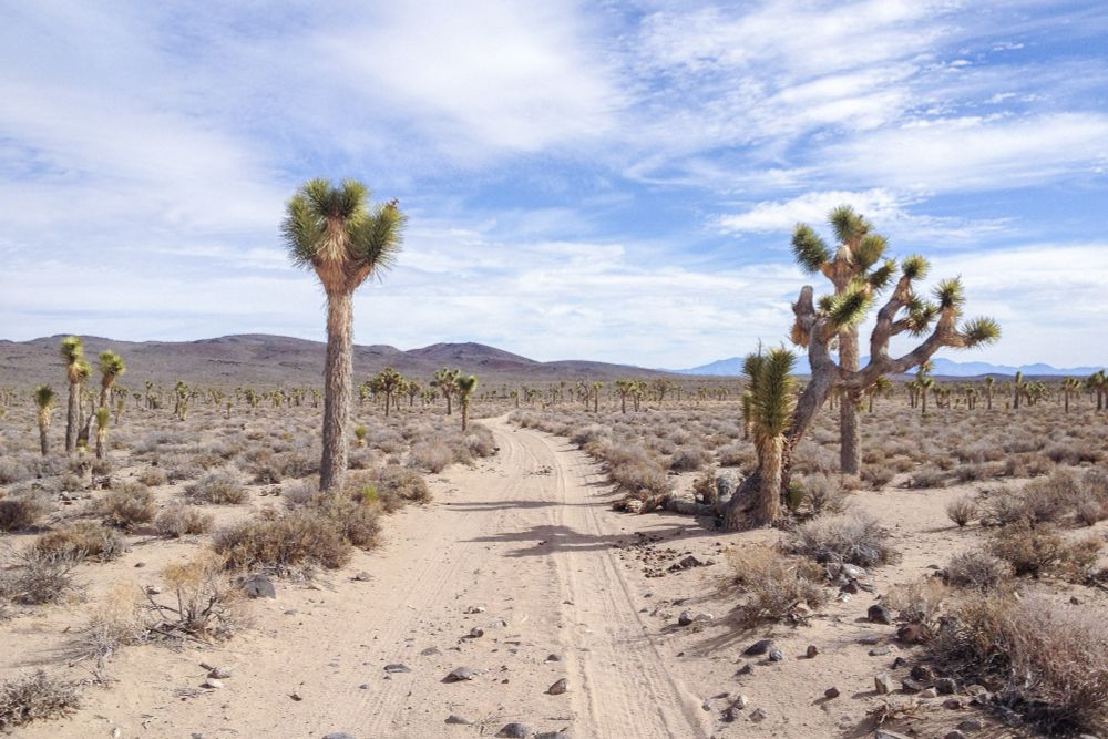 A narrow dirt track leads away from the camera across a scrubby desert plain through scattered Joshua trees (Yucca Brevifolia) towards some low hills. The light is subdued and a little odd — there have been brush fires affecting the air for several days.