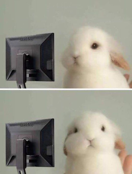 tiny white bunny looking at a black monitor and then looking directly at the camera 