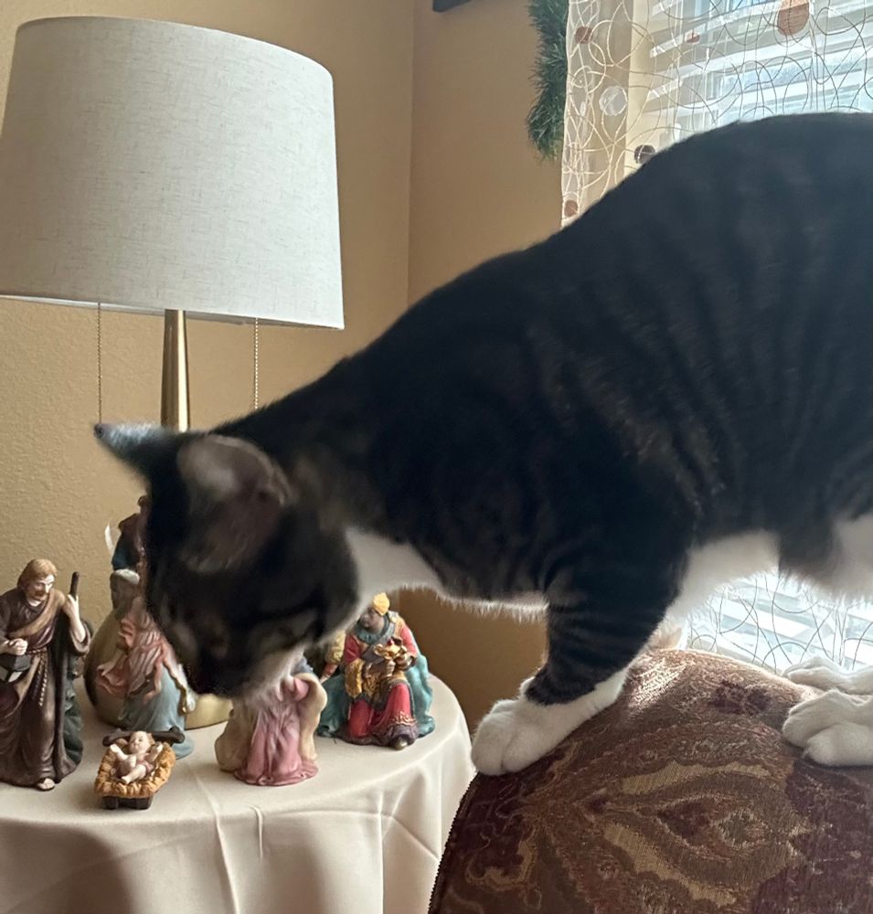benjamin the black and white stripy cat and a nativity scene and a lamp and a chair and a crémeux colored wall 