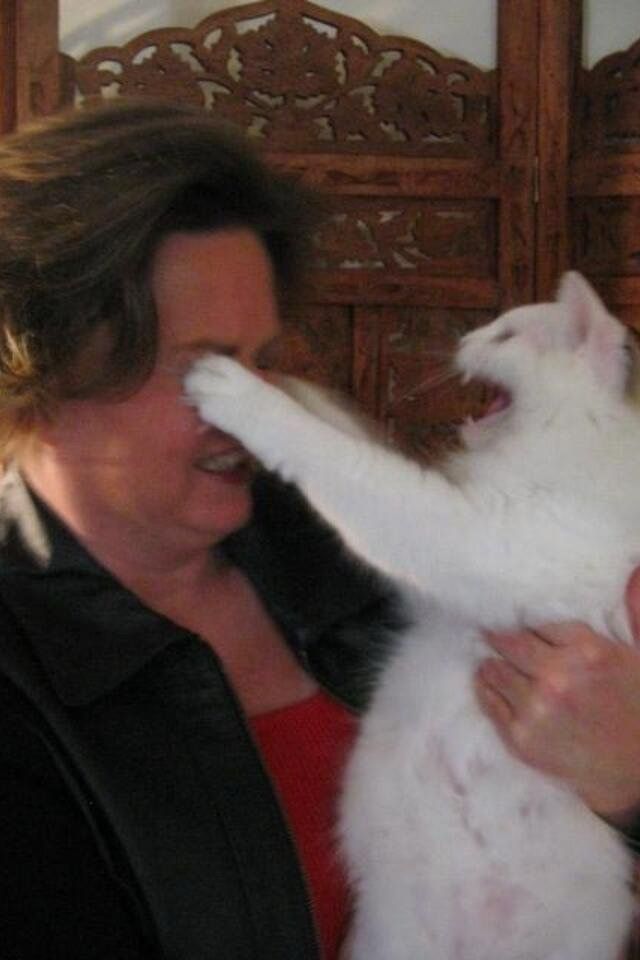a woman having her eyes clawed by a fluffy white cat 
