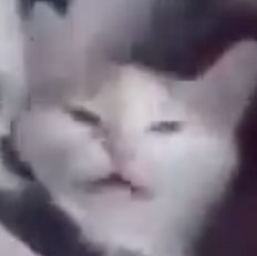 very low res pic of a very disgruntled cat