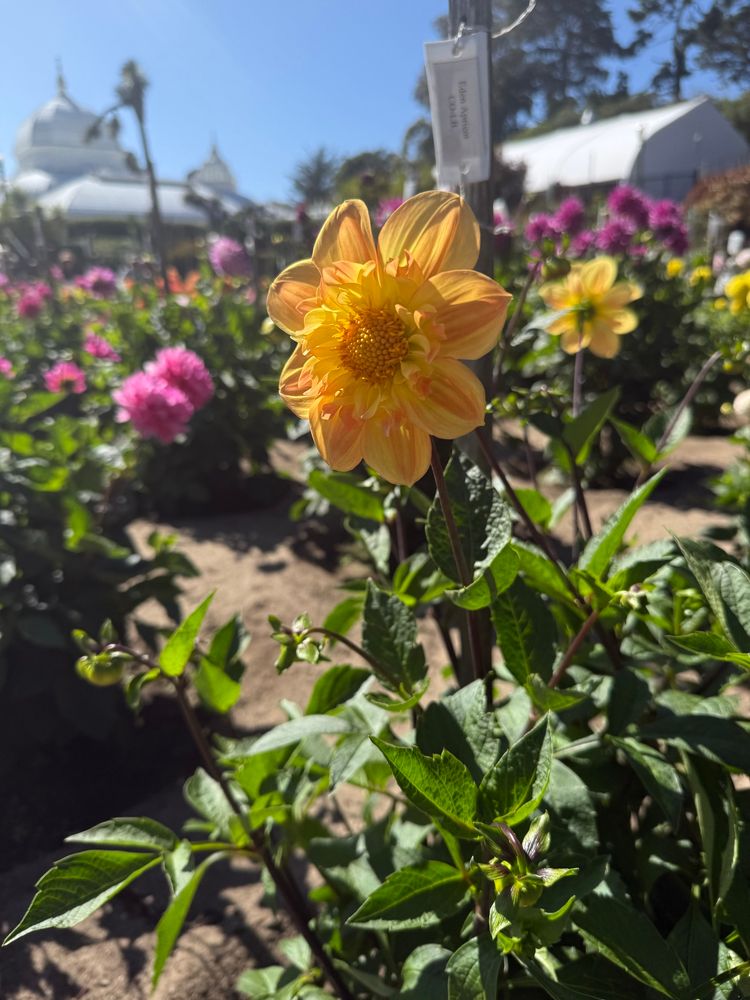 a yellow dahlia outside the SF conservatory of flowers 