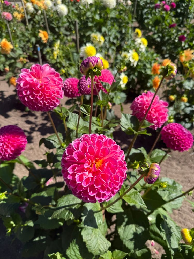 hot pink dahlias outside the SF conservatory of flowers 