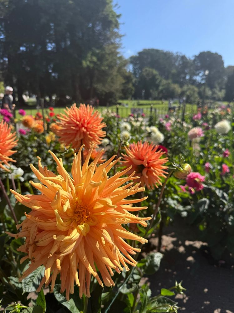 orange and yellow dahlias outside the SF conservatory of flowers 