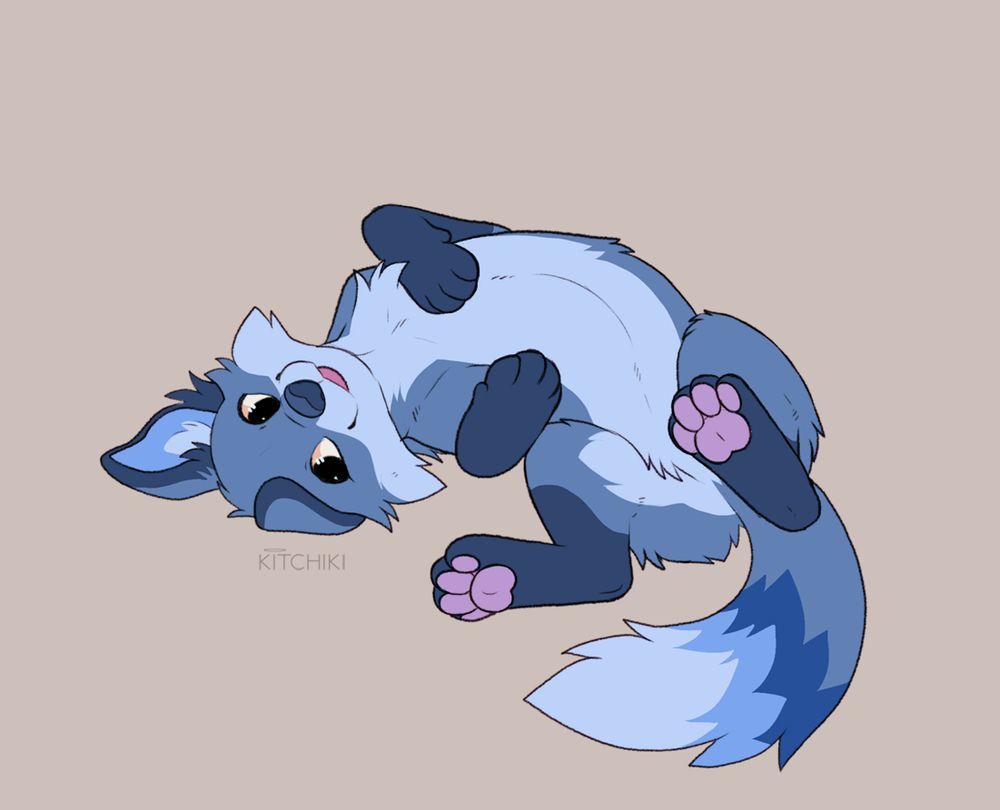Digital drawing of a blue feral fox character rolling on their back with their tongue stuck out and their hind legs in the air showing their paws