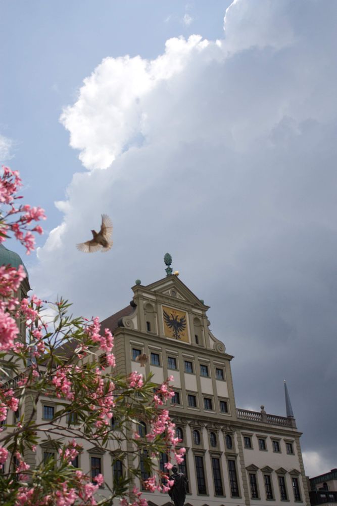 Taube am Augsburger Friedensfest am Rathaus