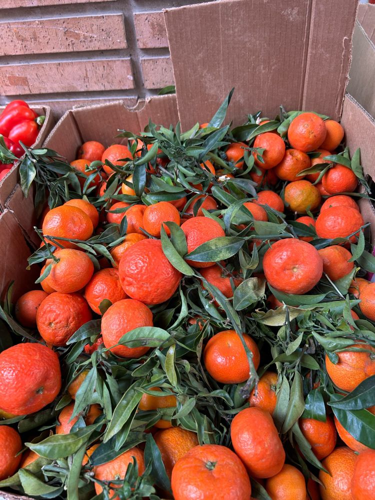 Valencian mandarines