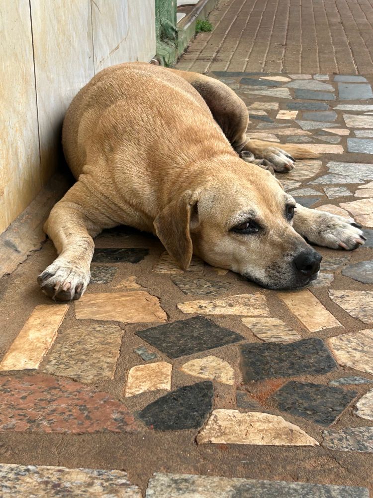 brazilian street dog. 