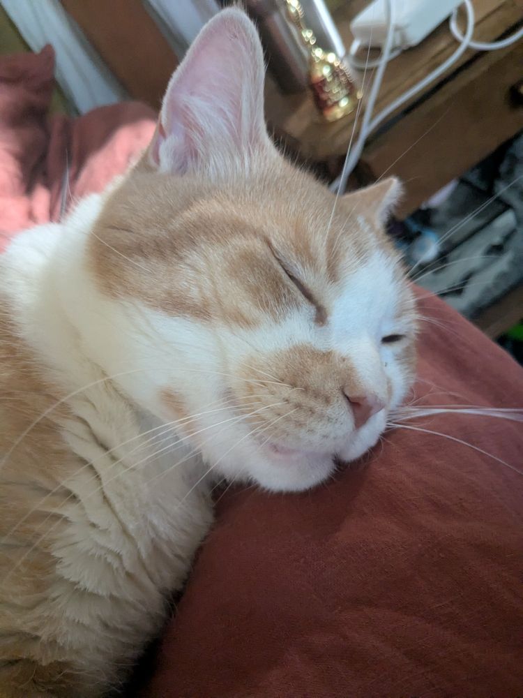 Orange and cream tabby's face while sleeping on a bed. He is blissful