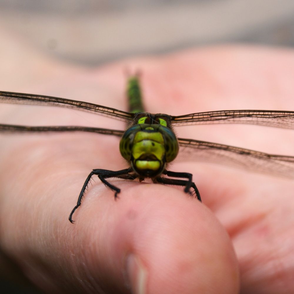 A head on shot of a female Southern Hawker dragonfly resting on a woman's hand.