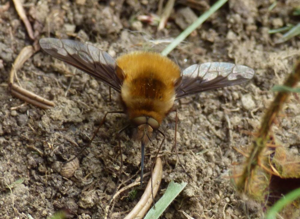 'Dark-edged beefly,' ginger hair bristling, wings akimbo, seeks solitary bee's burrow, Durham. Photo by David 12.04.25