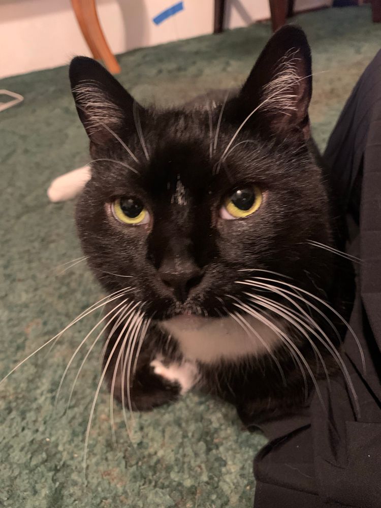 A tuxedo cat laying on green carpet. 