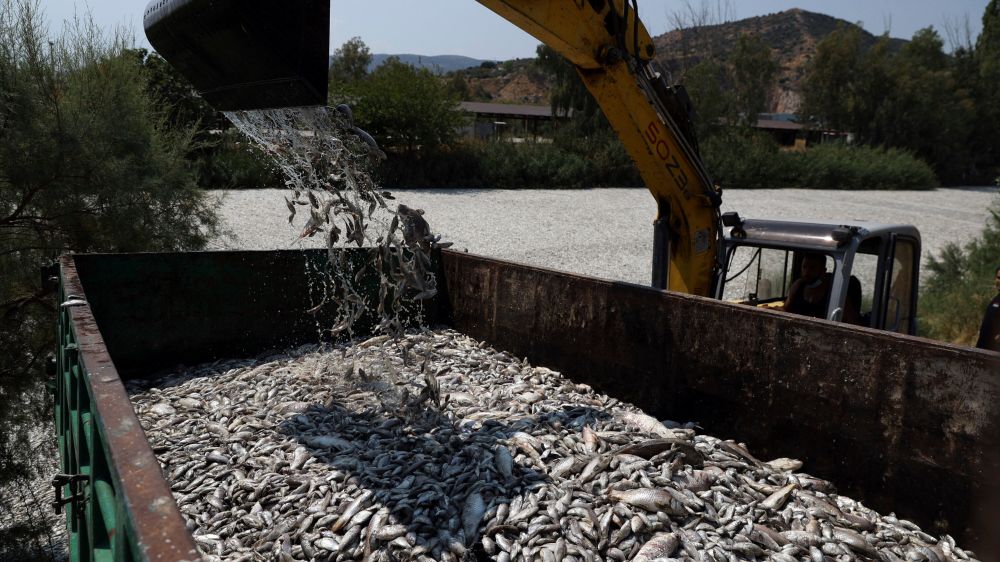 100-Plus Tons of Dead Fish, and Their Smell, Swamp a Greek Port City