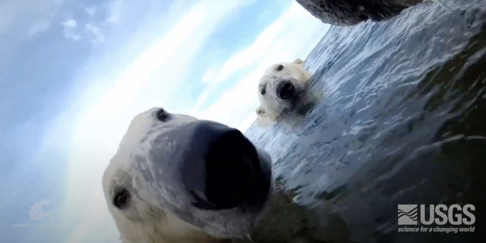 Scientists strapped cameras to a bunch of polar bears. The footage is breathtaking — and alarming.