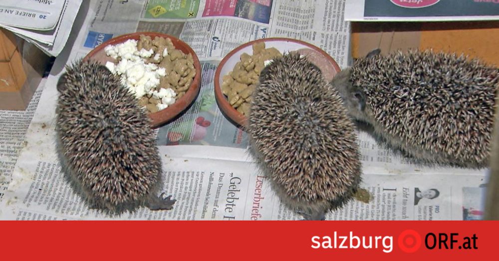 Igel in großer Not nach Hochwasser