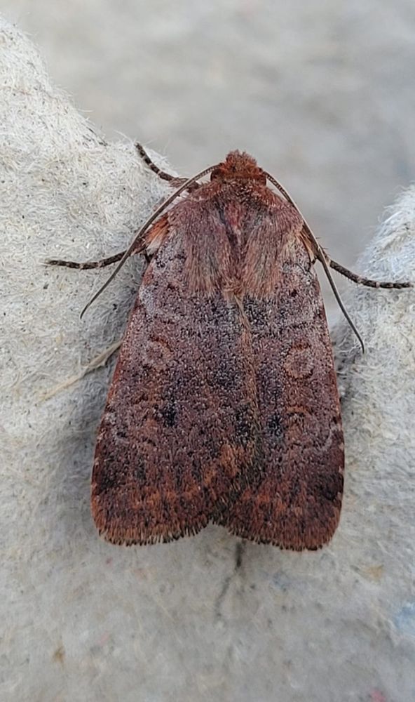 My first Cousin German