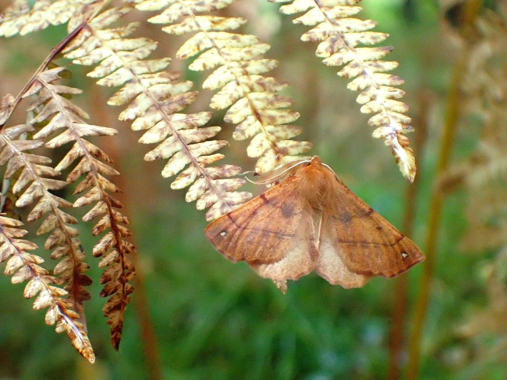 A Feathered Thorn moth resting on bracken