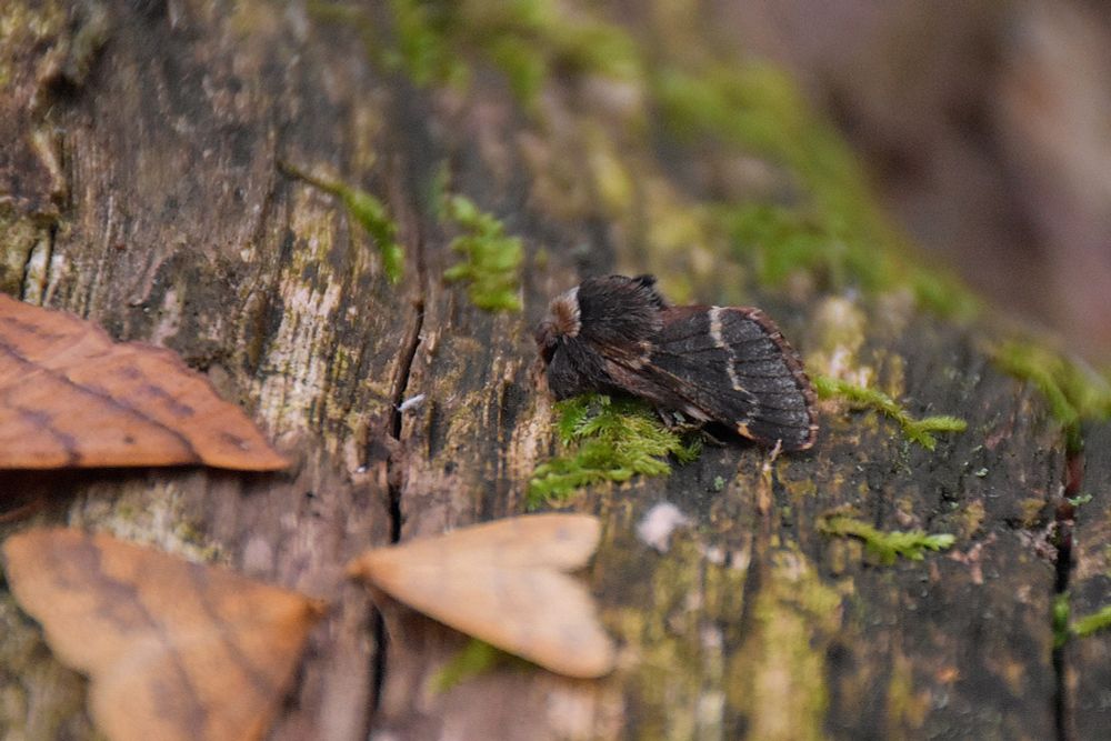 A December moth on a log. With 2 Scarce Umber and 1 Feathered Thorn moth out of focus in the bottom left corner.