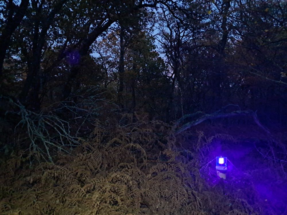 Trap amongst bracken and fallen deadwood