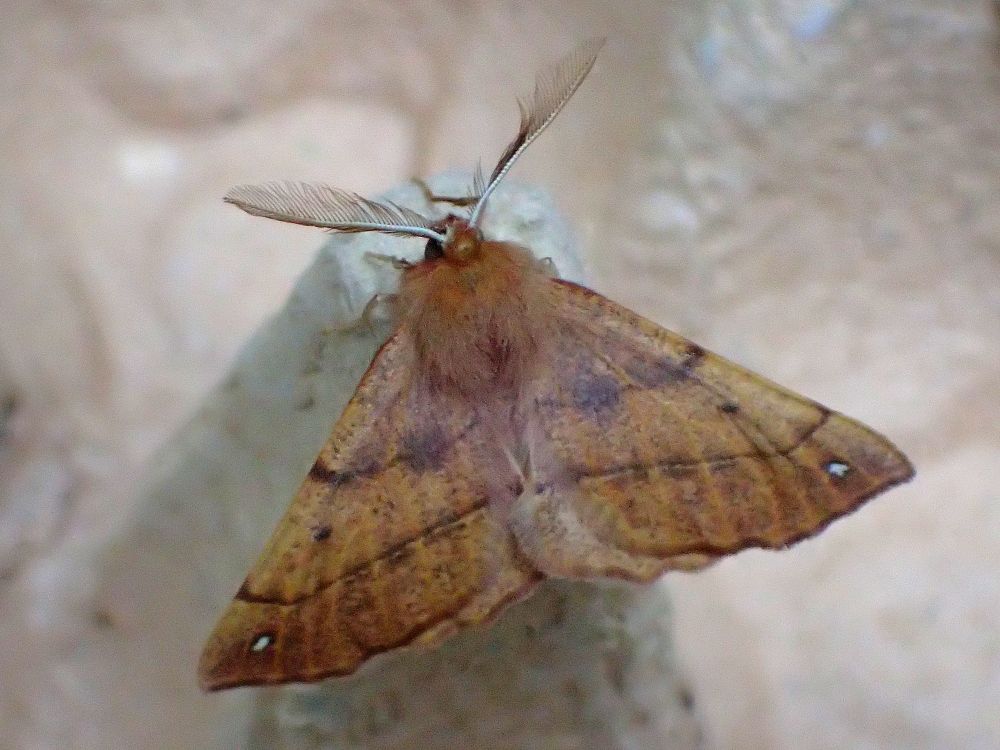 Feathered thorn. Those antennae! 🤩