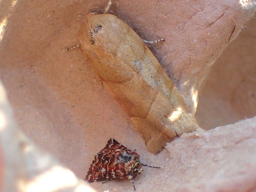 A Beautiful Yellow Underwing and Broad Bordered YU