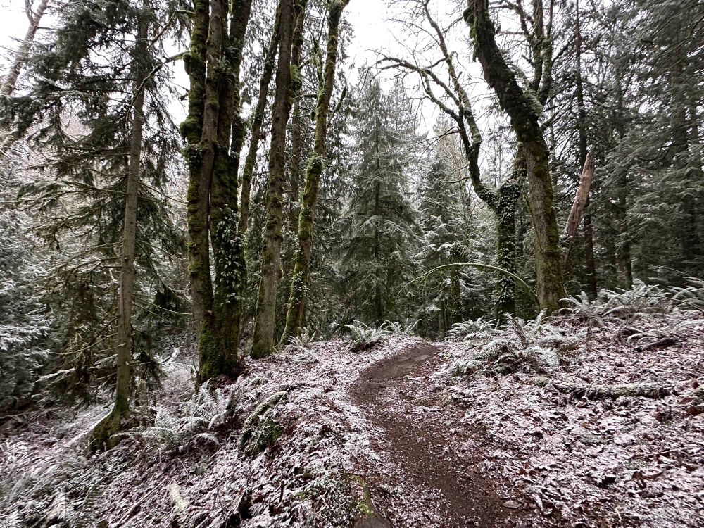 A snow-dusted forest trail surrounded by tall trees covered in moss and climbing ivy. Ferns and other vegetation along the path are lightly coated with snow, creating a serene, wintery scene.
