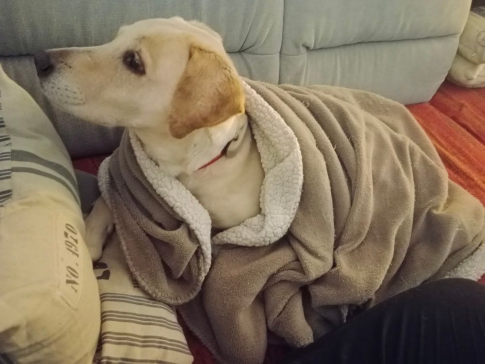 Cream labrador wrapped in a beige blanket, on a grey and red couch. She looks up, ears perked, alerted by the Scary Noise. 