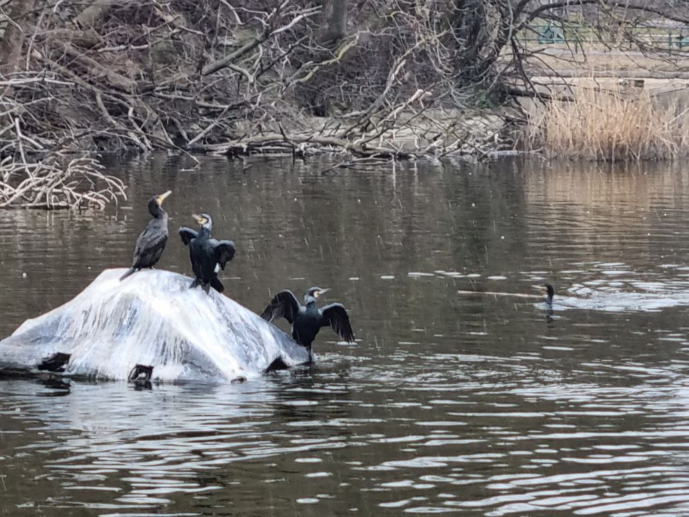 Drei Kormorane auf einer mit einer Plane bedeckten Insel im Teich vor dem Konstantinhügel im Prater. Zwei spreizen ihre Flügel zum Trocknen. Ein vierter Kormoran schwimmt davor. 