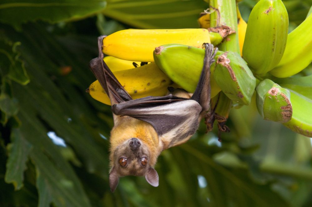 A Bat by Any Name - Bat Conservation International