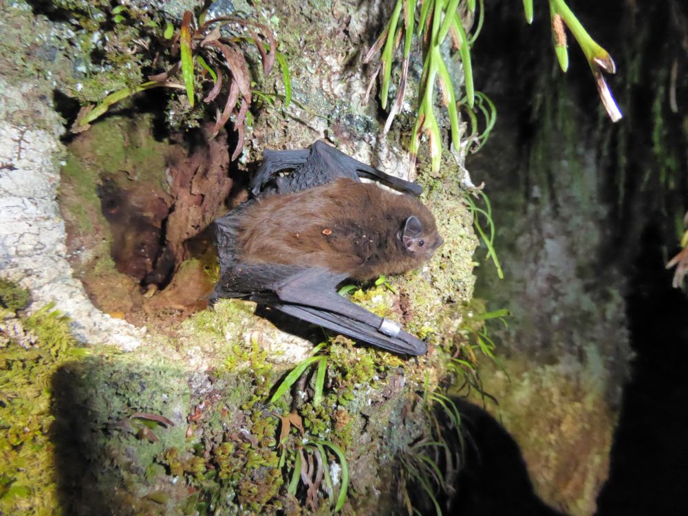 Bats: New Zealand’s Only Native Land Mammal  - Bat Conservation International