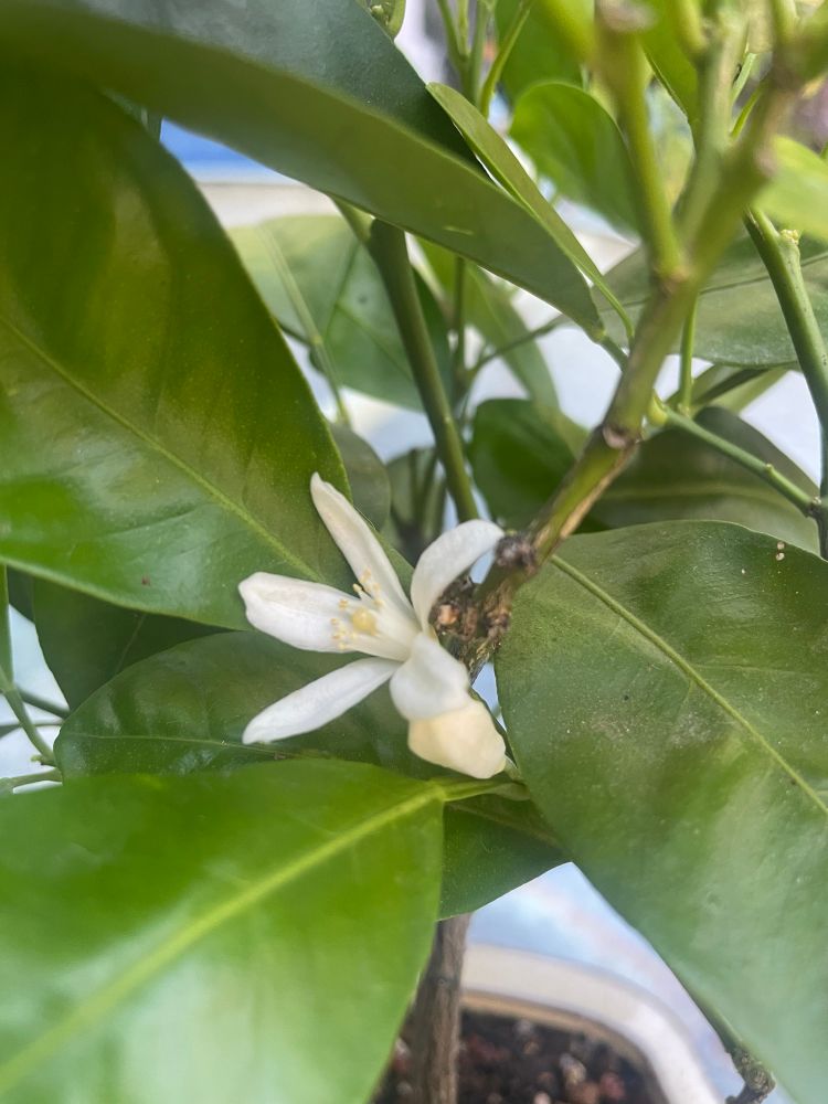 Close up of an orange blossom 