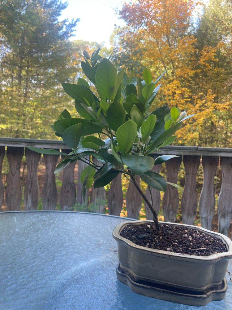 A side view of a sweet orange bonsai tree 