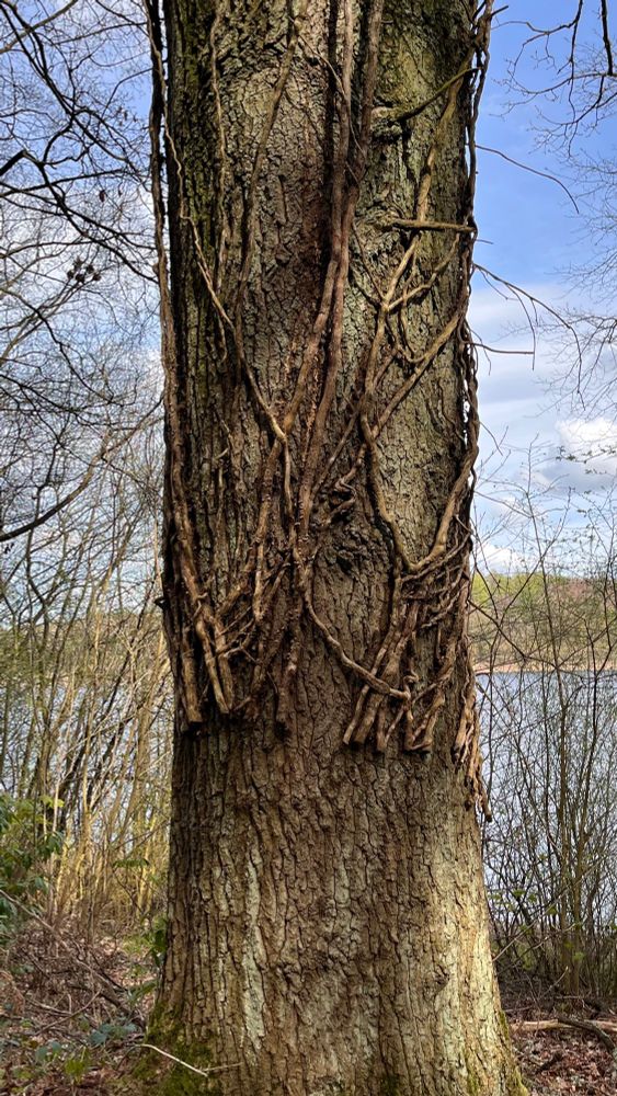 Four images of weathered tree stumps bordering Fewston and Swinsty reservoir. 