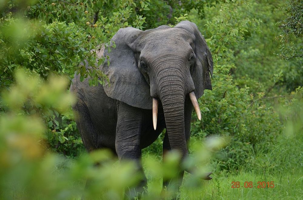 A photo of an elephant. The caption provided for this photo reads, "African Forest Elephant at The Mole National Park, Savannah Vegetation, Northern Ghana." Credit found in next post in thread