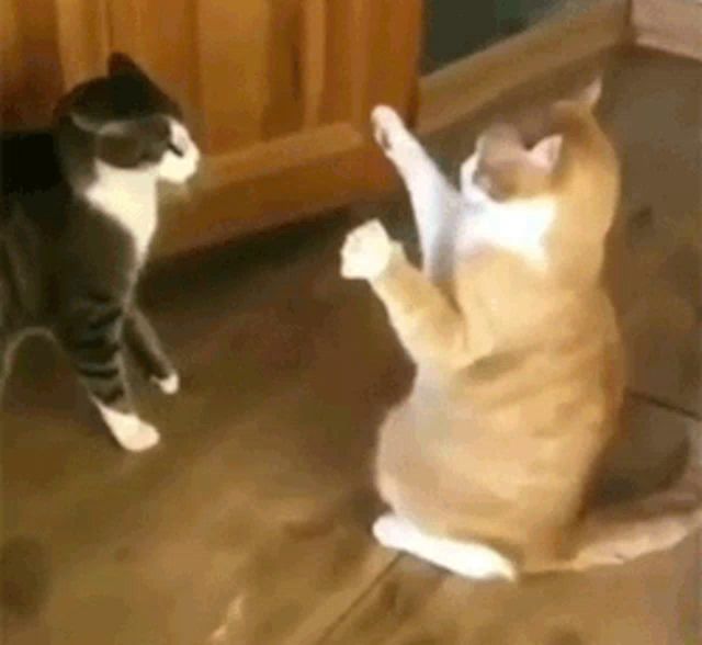 two cats are standing next to each other on the floor .