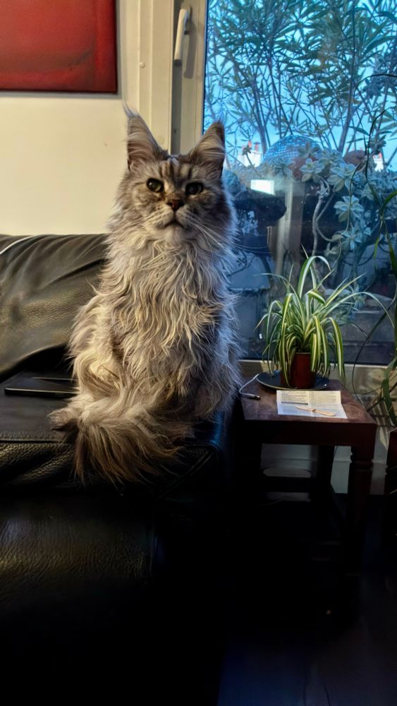 Potichat sur le canapé 