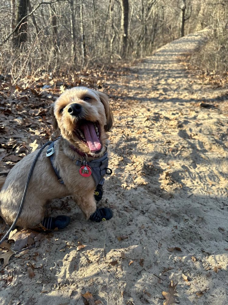 Small brown dog with booties, sitting along the path at Indiana Dunes National Park, taking a big yawn.